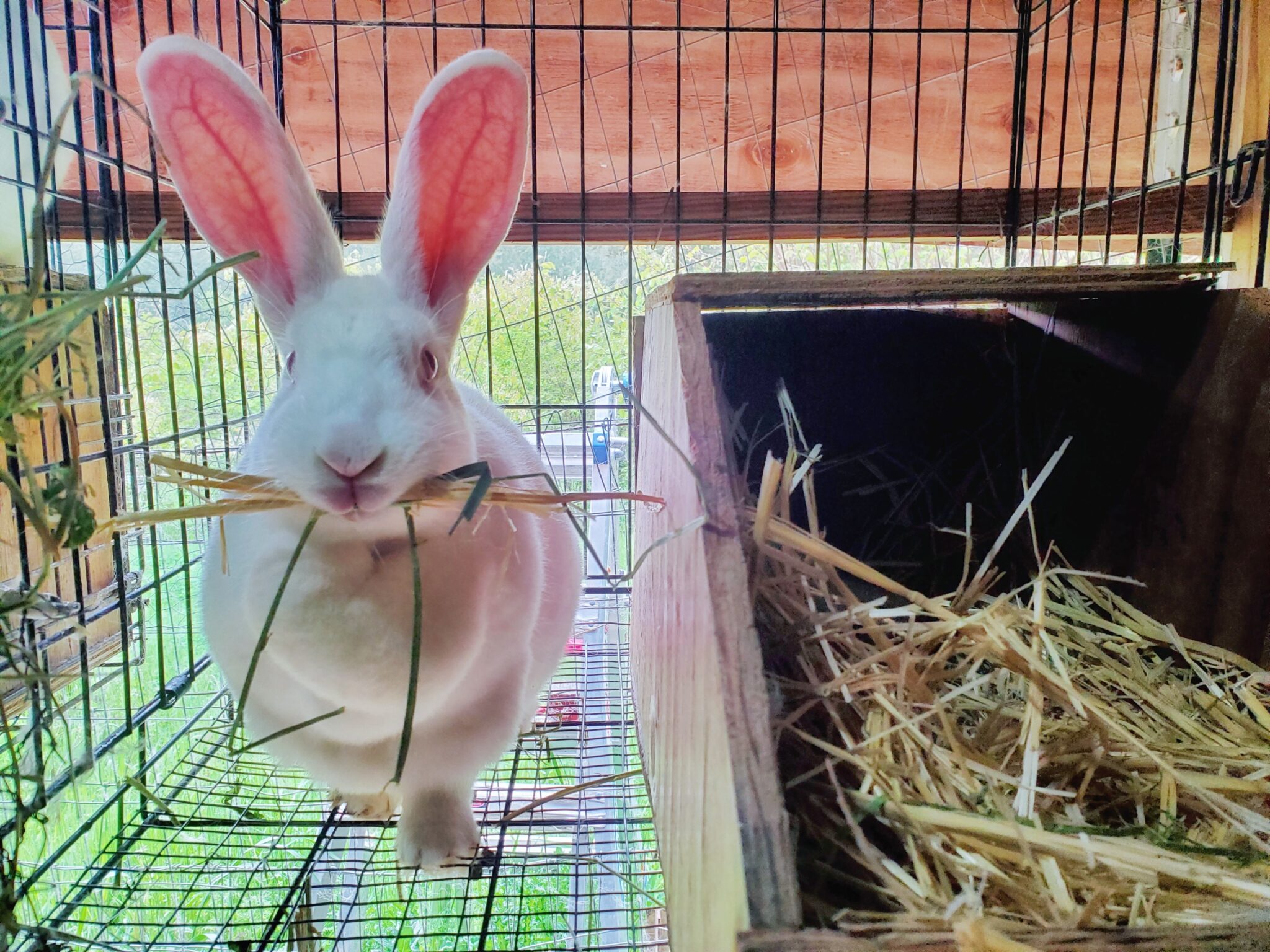 Rabbit Processing