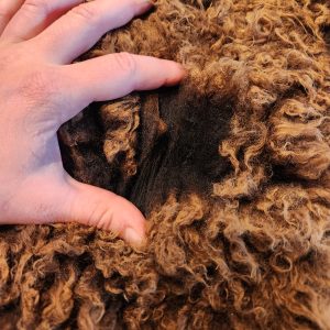 Sheepskin Rug- Brown