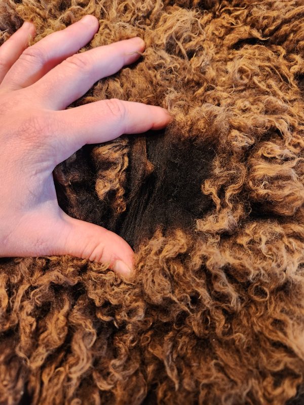 Sheepskin Rug- Brown - Image 2