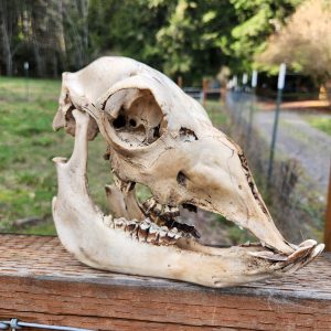 Alpaca Skull