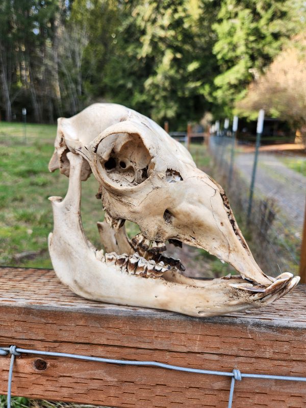 Alpaca Skull