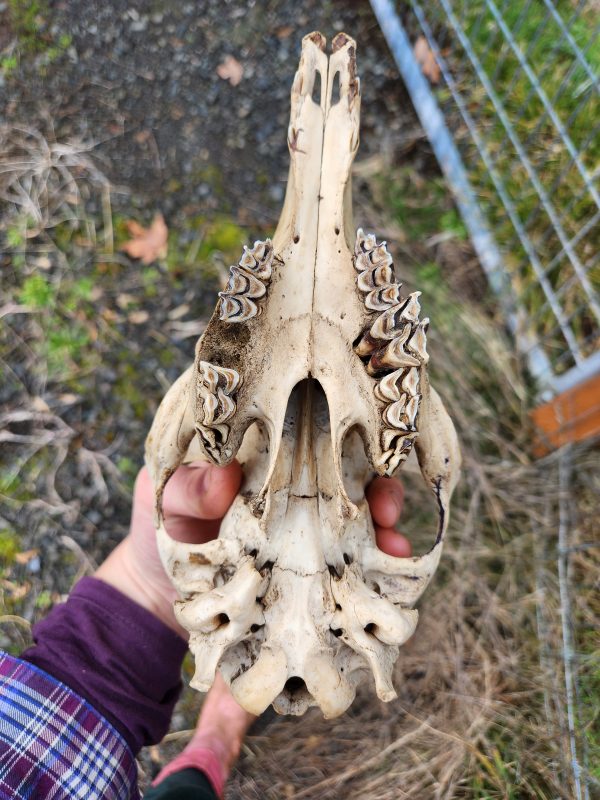 Alpaca Skull - Image 3