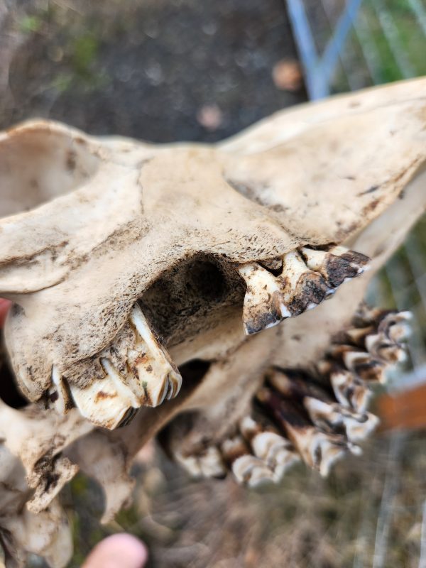 Alpaca Skull - Image 4