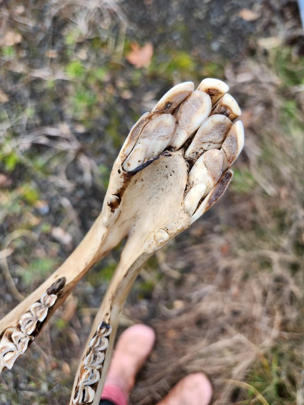 Alpaca Skull - Image 5
