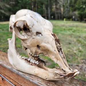 Alpaca Skull