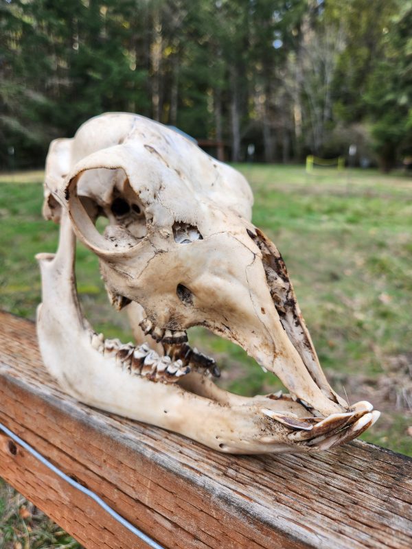 Alpaca Skull - Image 2