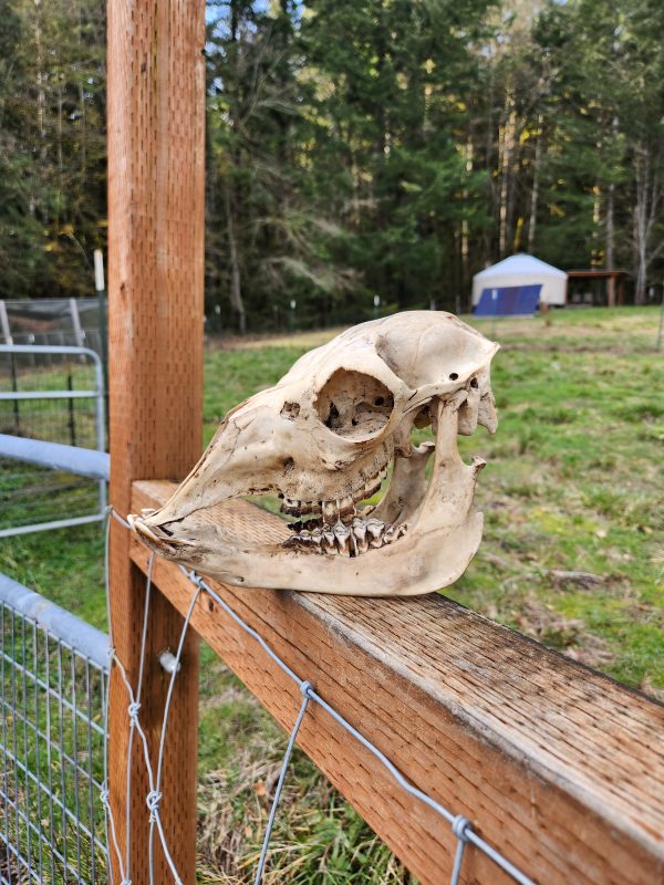 Alpaca Skull - Image 6
