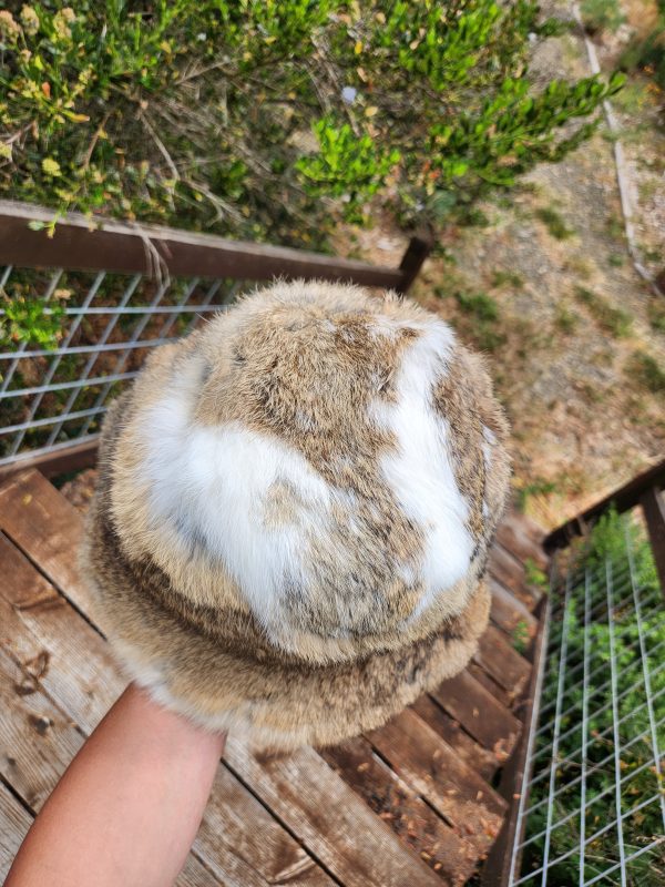 Rabbit Fur Bucket Hat (Broken Agouti) - Image 4