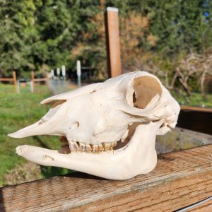 Sheep Skull with Jaw