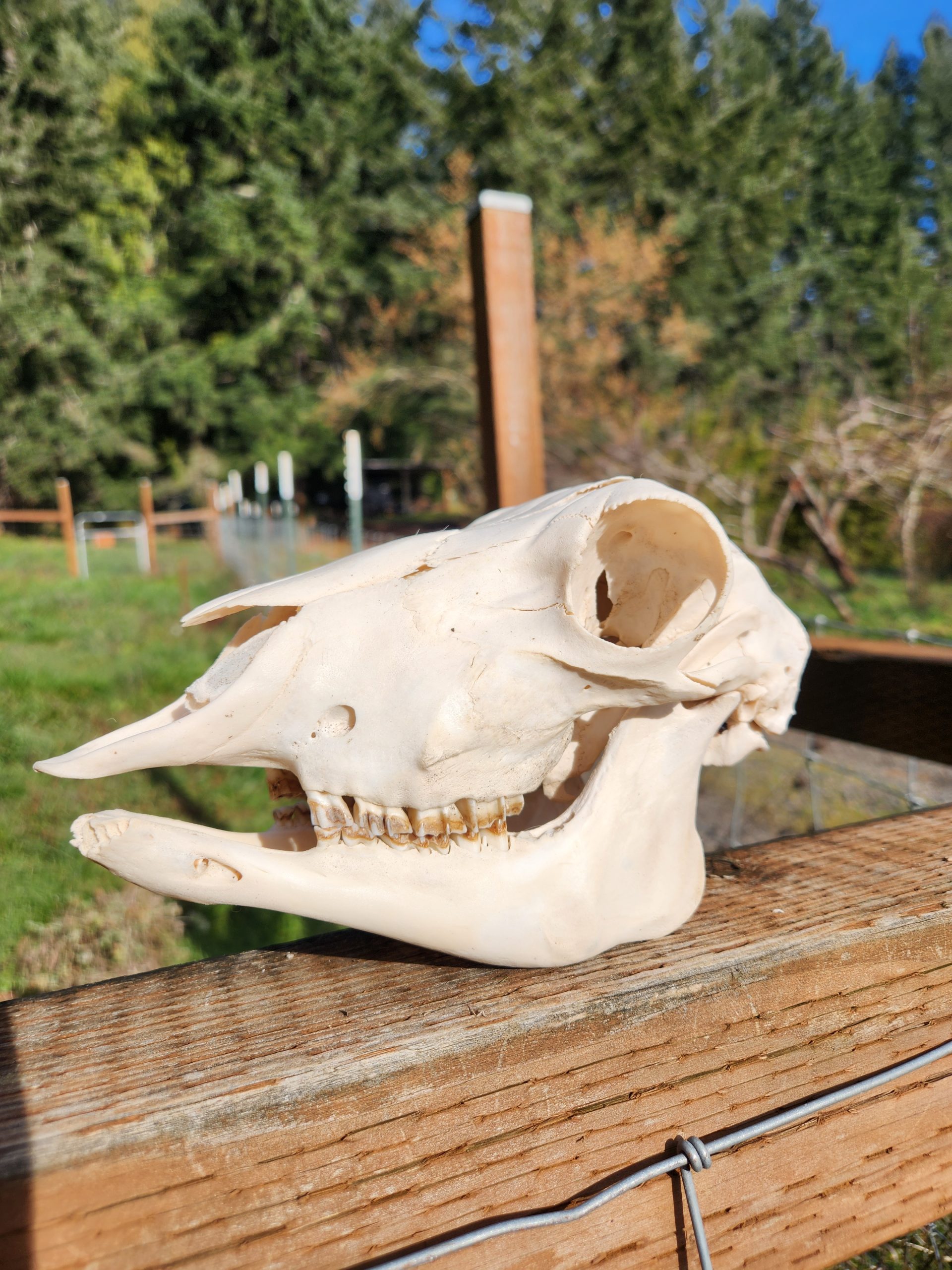 Sheep Skull with Jaw