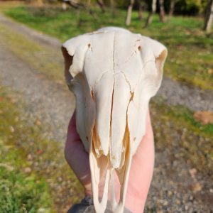 Sheep Skull with Jaw