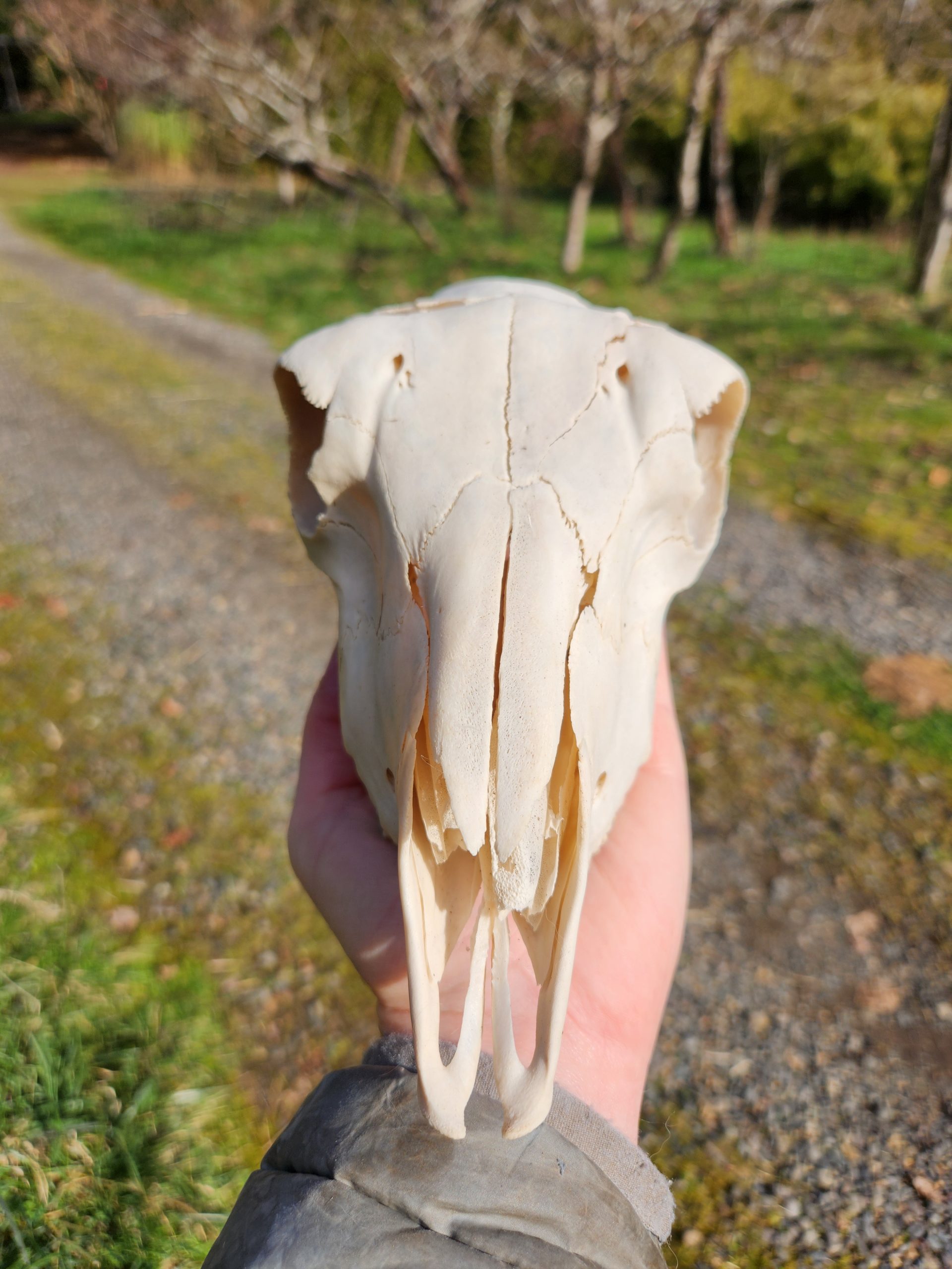 Sheep Skull with Jaw - Image 2