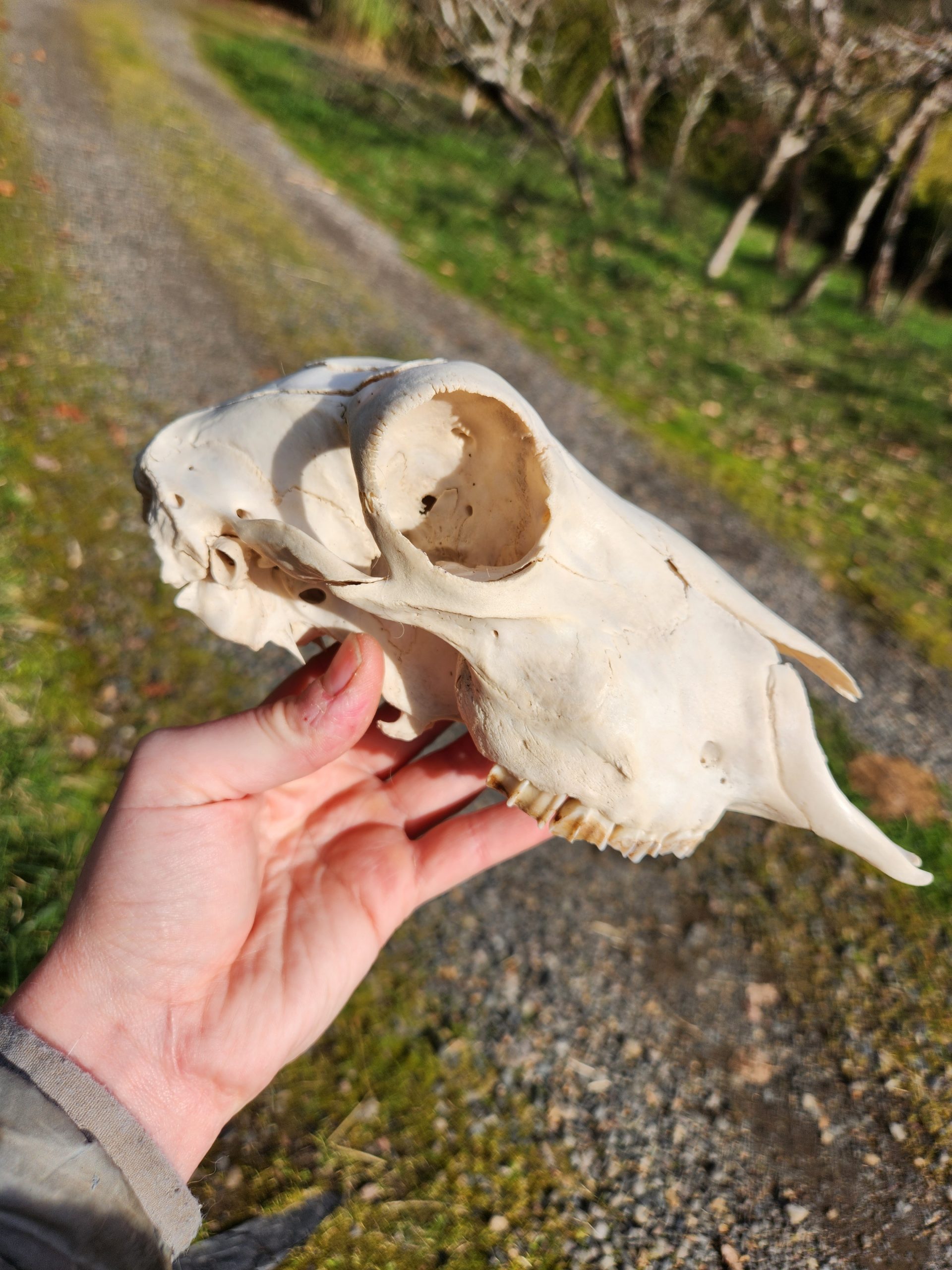 Sheep Skull with Jaw - Image 5