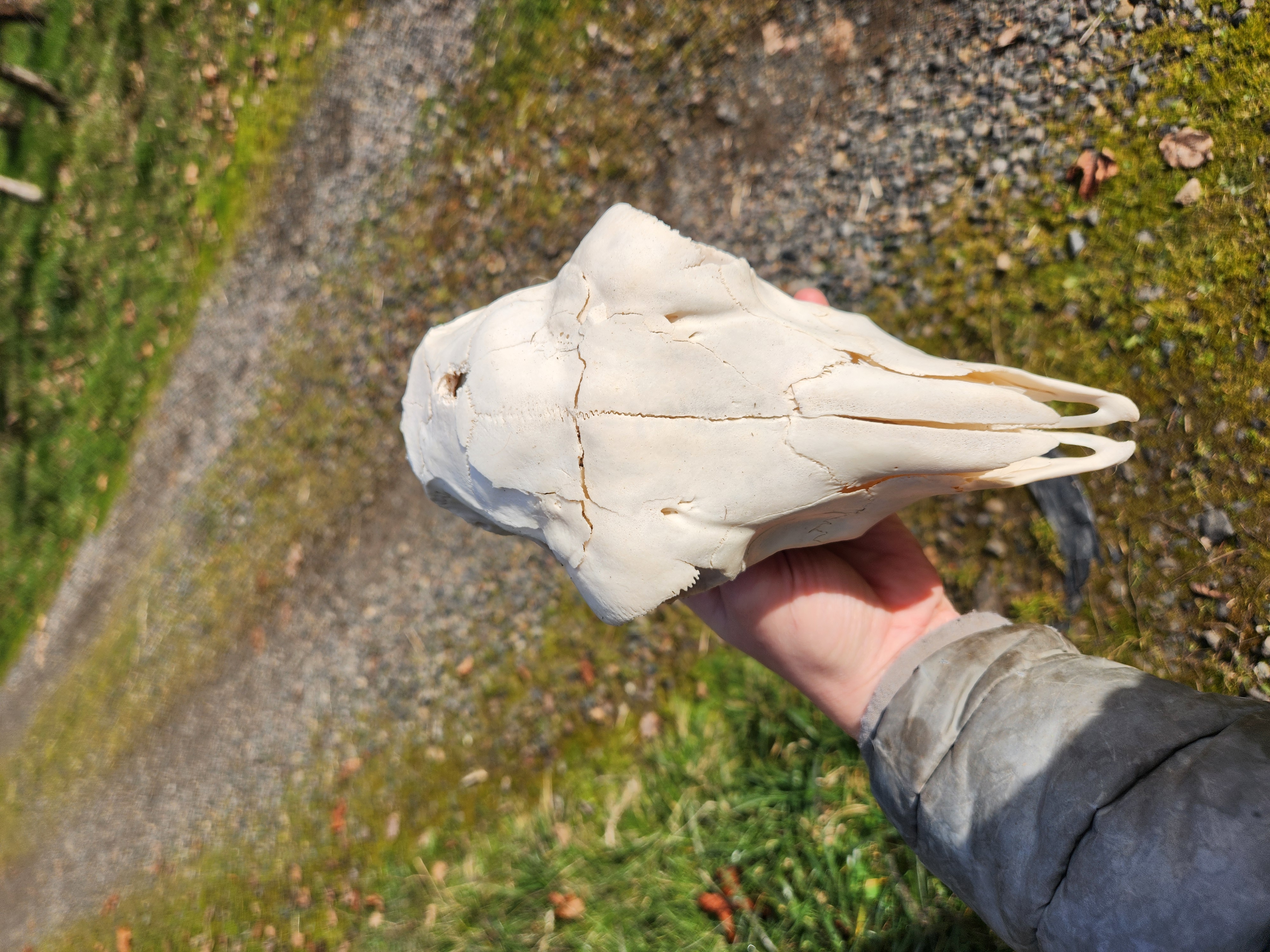 Sheep Skull with Jaw - Image 4