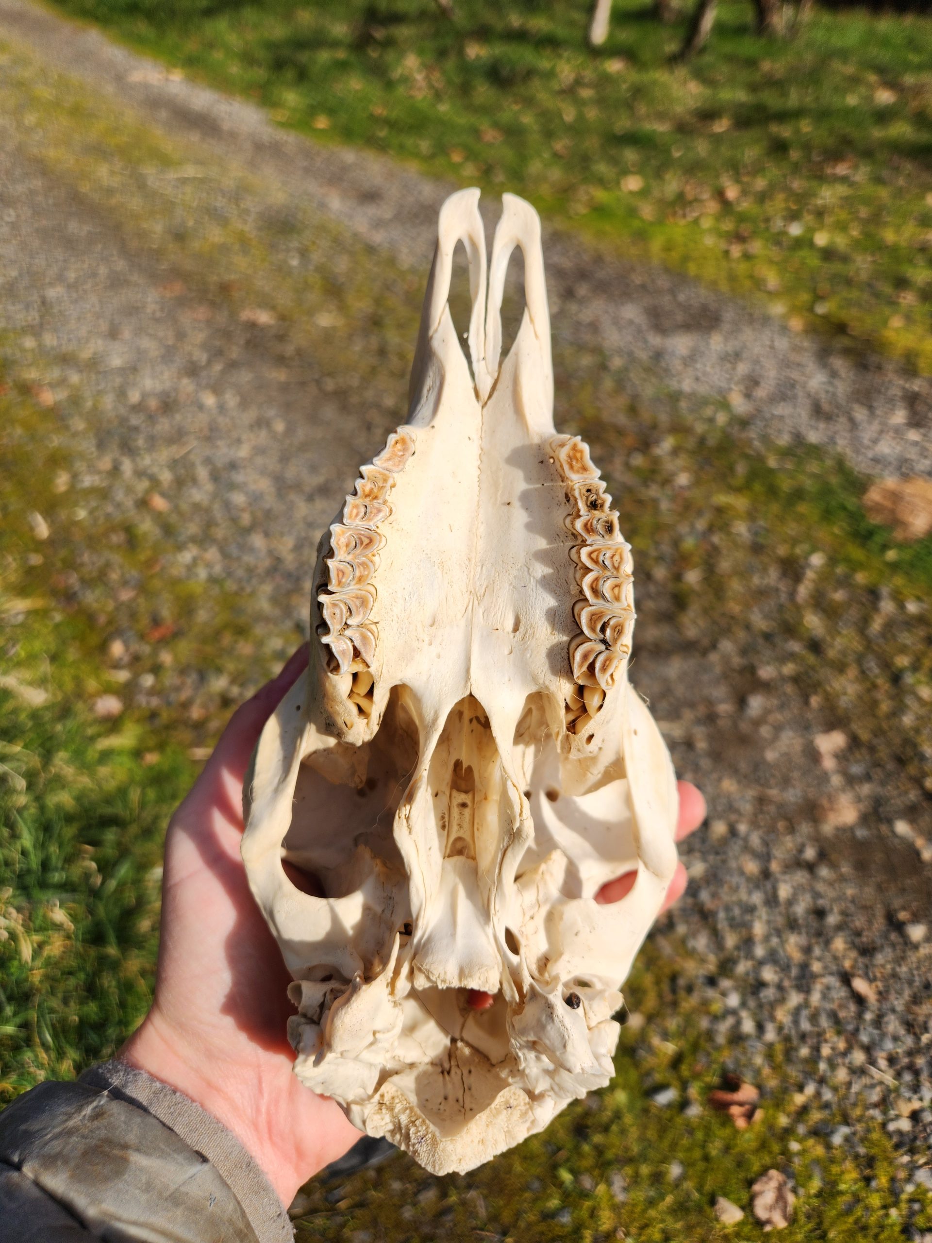 Sheep Skull with Jaw - Image 3