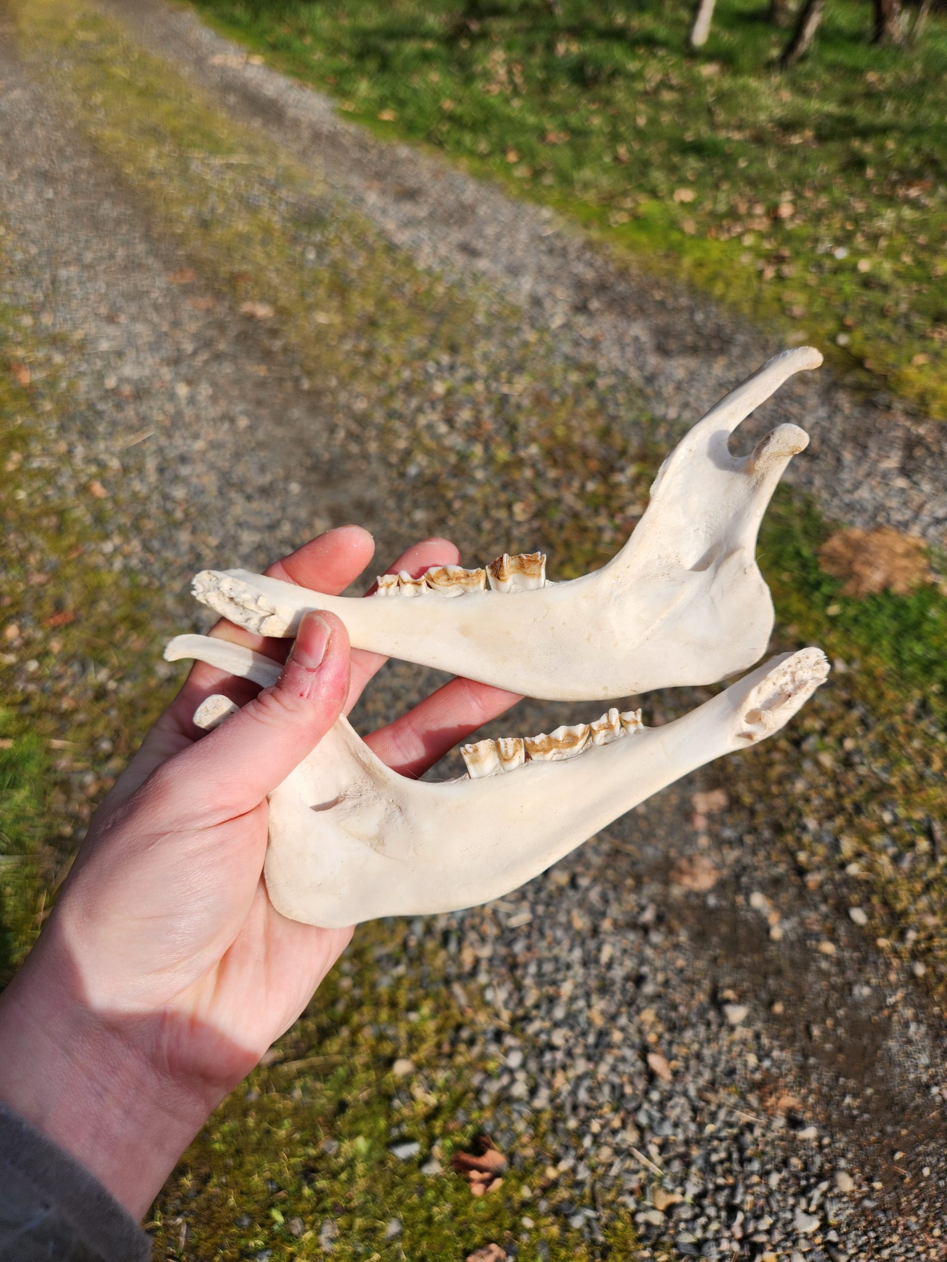 Sheep Skull with Jaw - Image 6