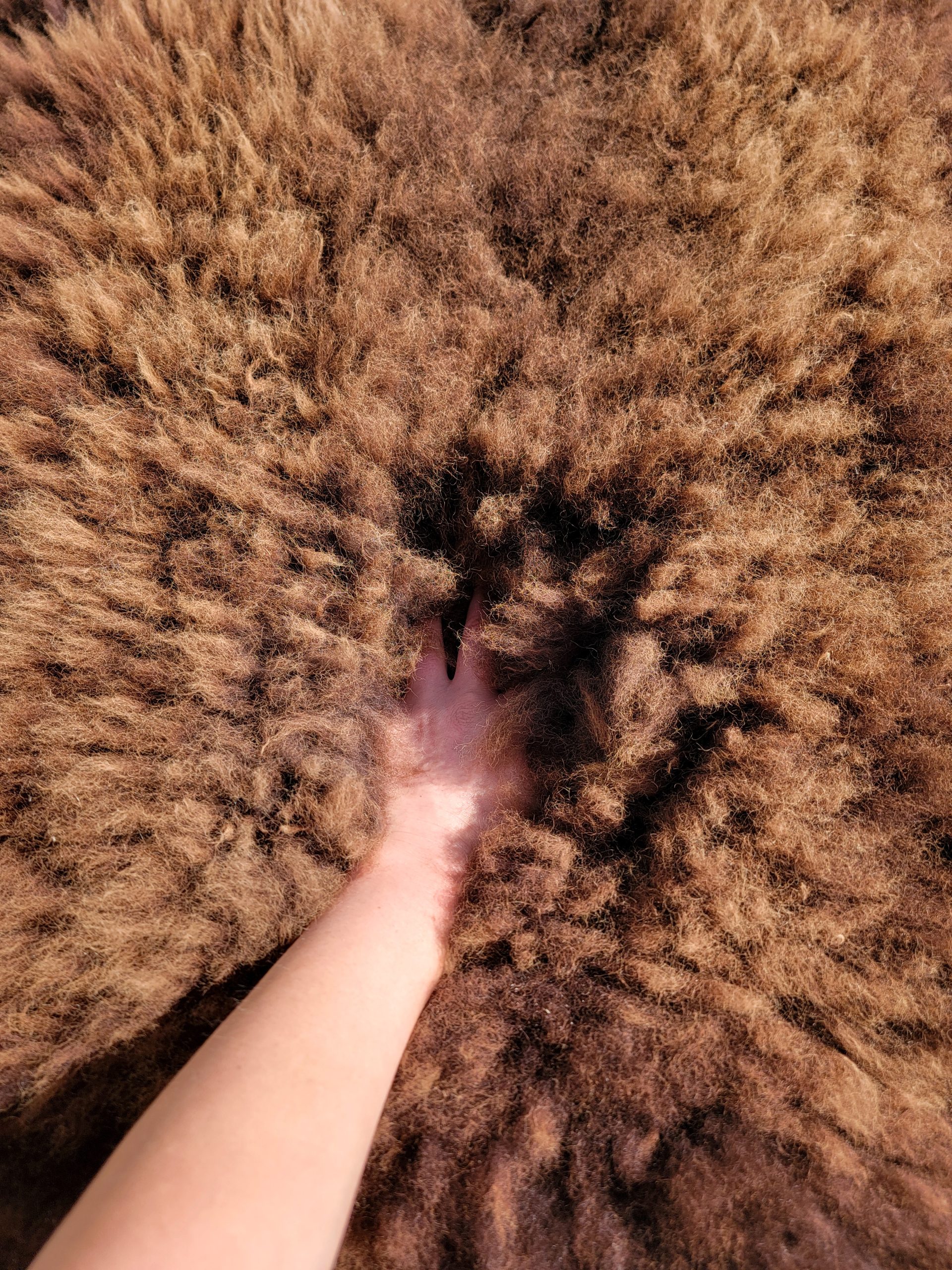 Sheepskin Rug- Chocolate - Image 3